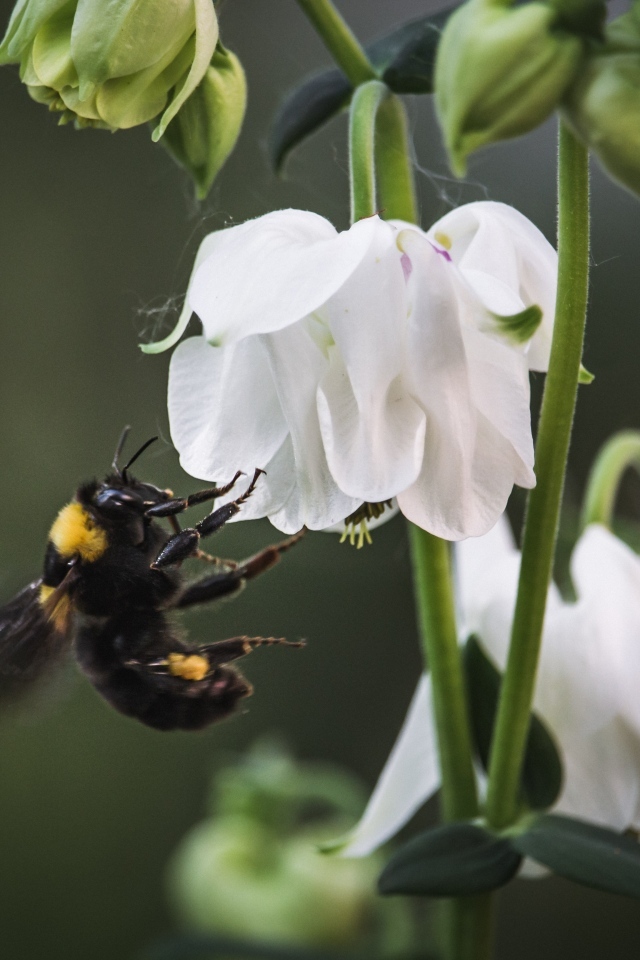 Маленький шмель у белых цветов