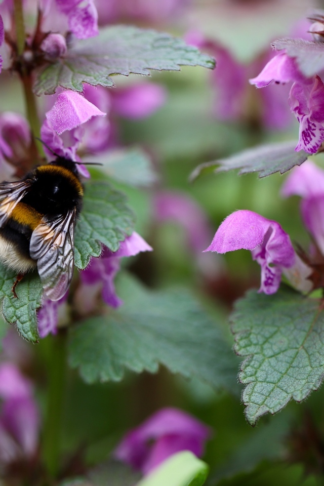 Маленький шмель на розовых цветах крапивы