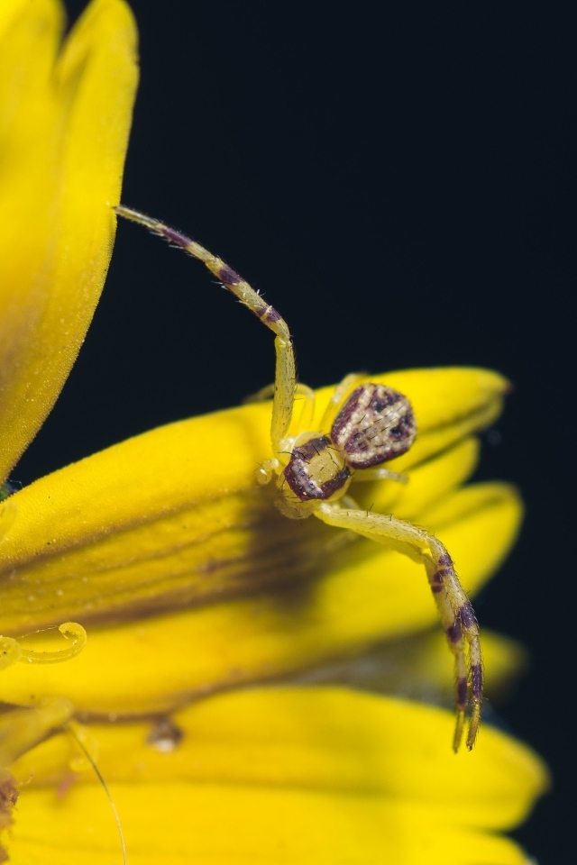 Маленький крабовый паук на желтом цветке 
