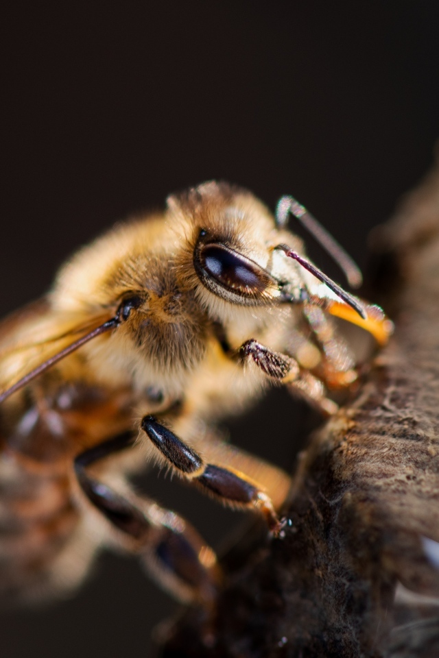 Маленькая медоносная пчела крупным планом