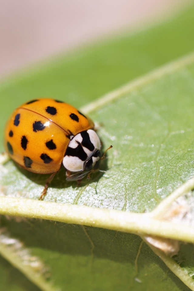 Маленькая божья коровка на зеленом листе