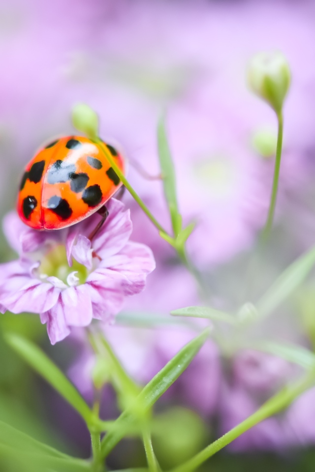 Маленькая божья коровка на розовом цветке
