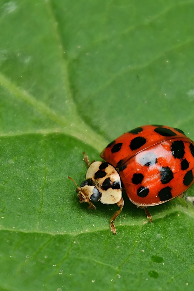 Маленькая красная божья коровка на зеленом листе