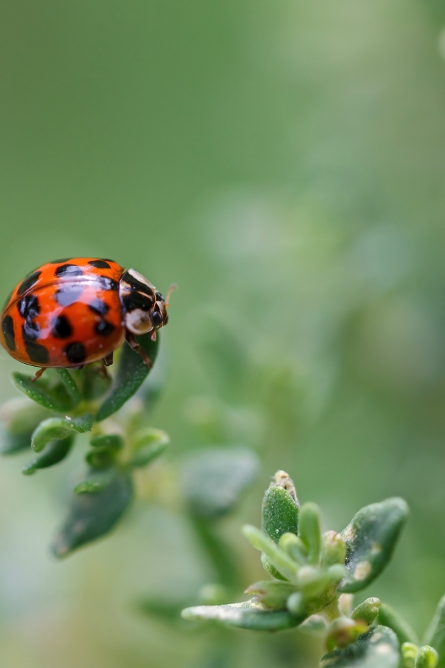 Маленькая красная божья коровка на растении