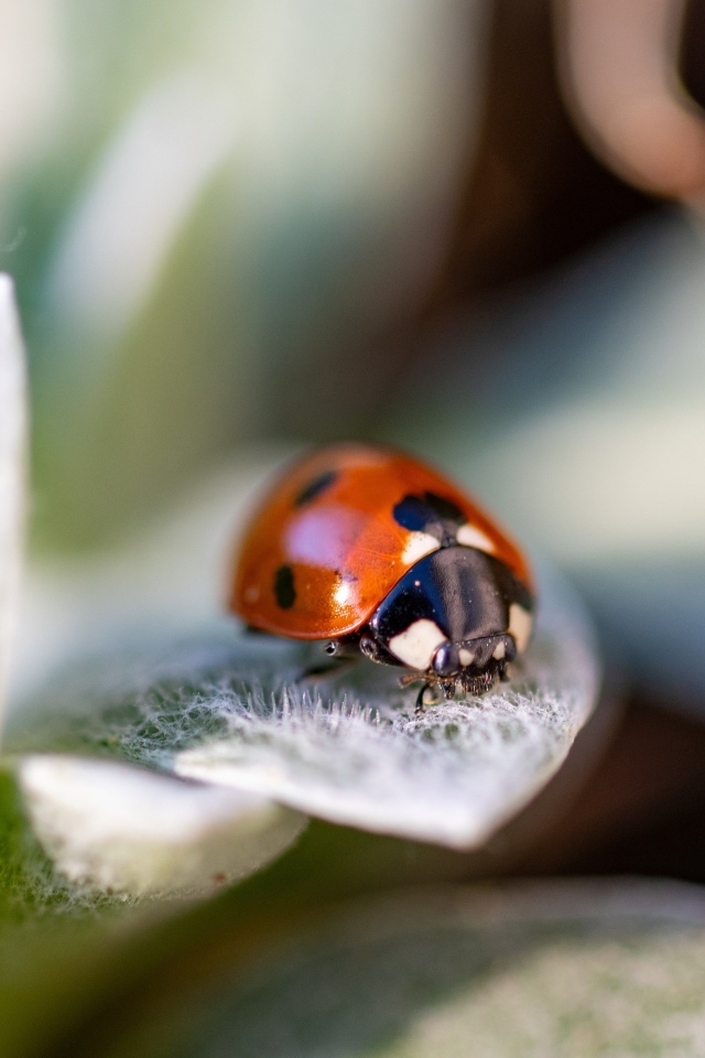 Маленькая красная божья коровка сидит на зеленом листе