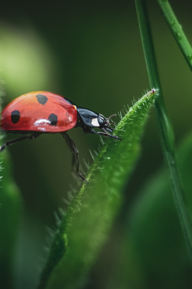 Маленькая красная божья коровка сидит на траве
