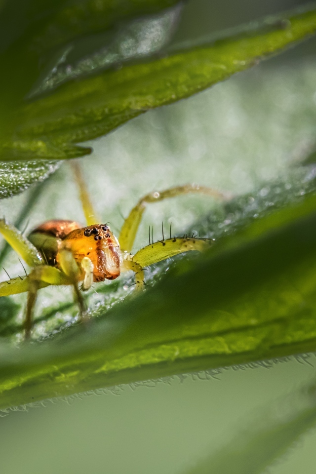 Маленький паук прячется в зеленых листьях