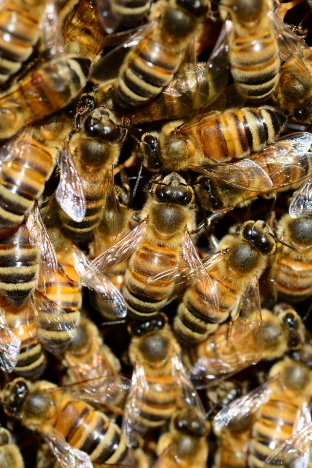 Много маленьких трудолюбивых пчел вблизи