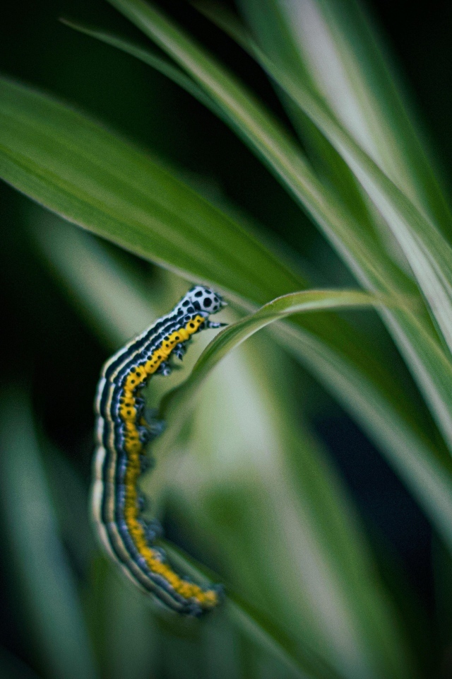 Разноцветная гусеница на зеленой траве