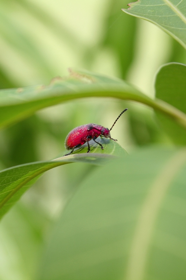Красный жук сидит в зеленых листьях