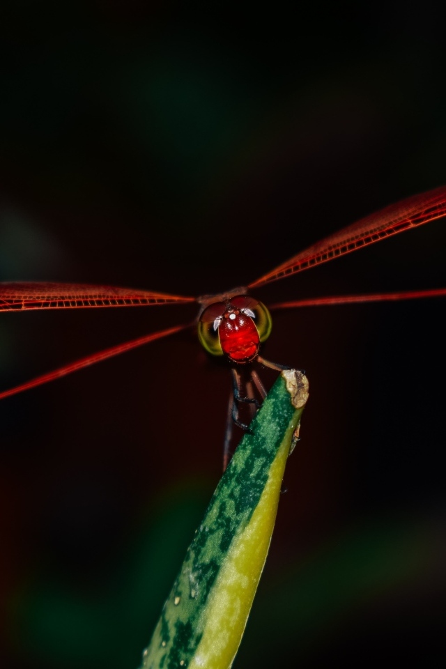 Красная стрекоза сидит на траве