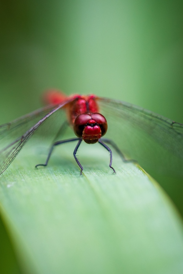 Красная стрекоза с прозрачными крыльями на зеленом листке