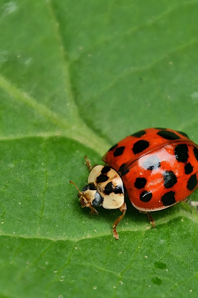 Красная божья коровка на зеленом листе крупным планом
