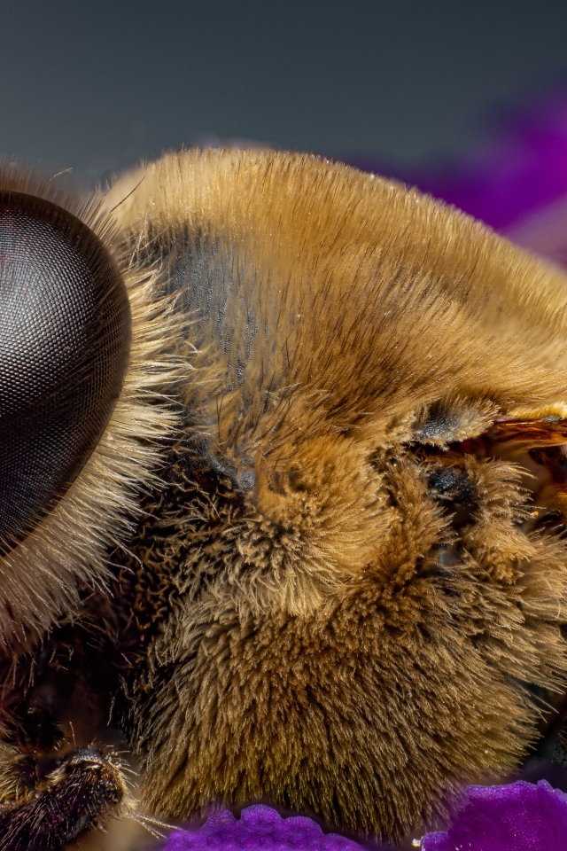 Лохматая пчела на цветке крупным планом