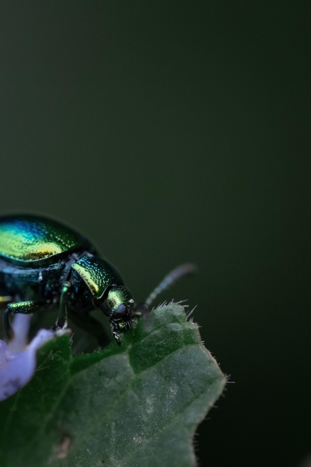 Блестящий зеленый жук сидит на листе