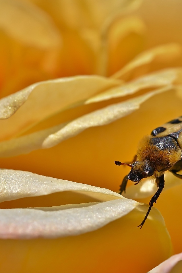 Маленький жук на цветке розы
