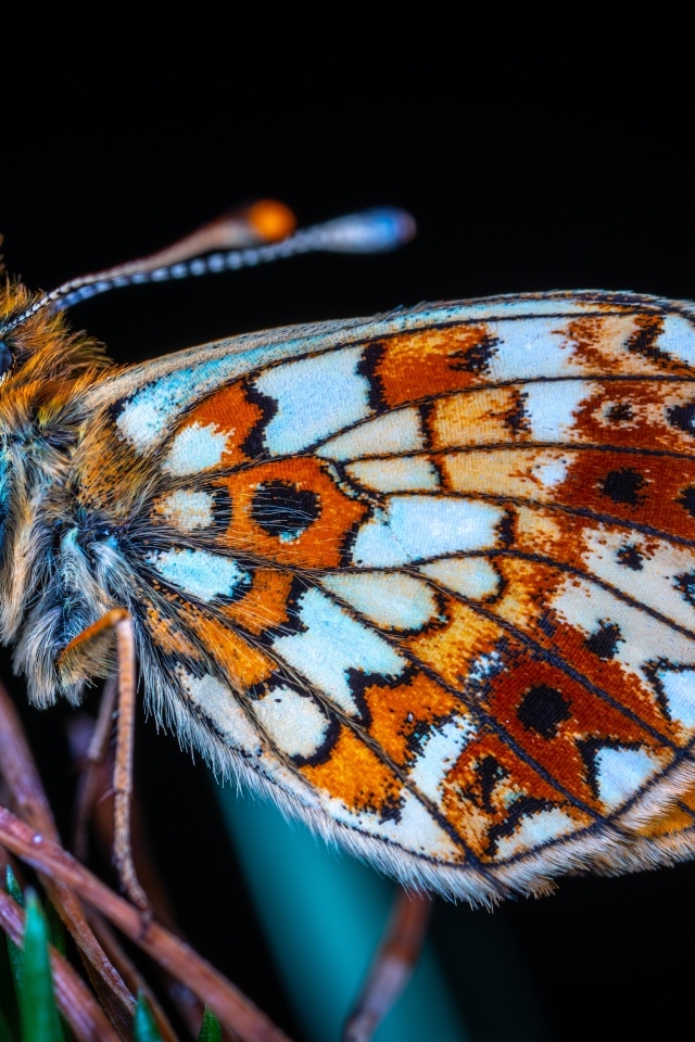 Маленькая коричневая бабочка на черном фоне