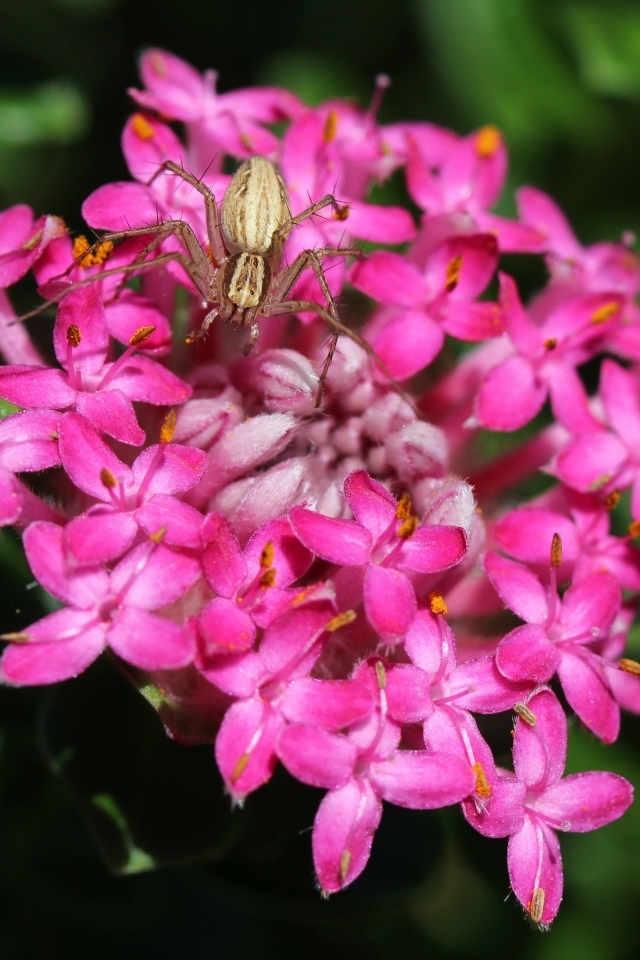 Маленький крабовый паук на розовом цветке