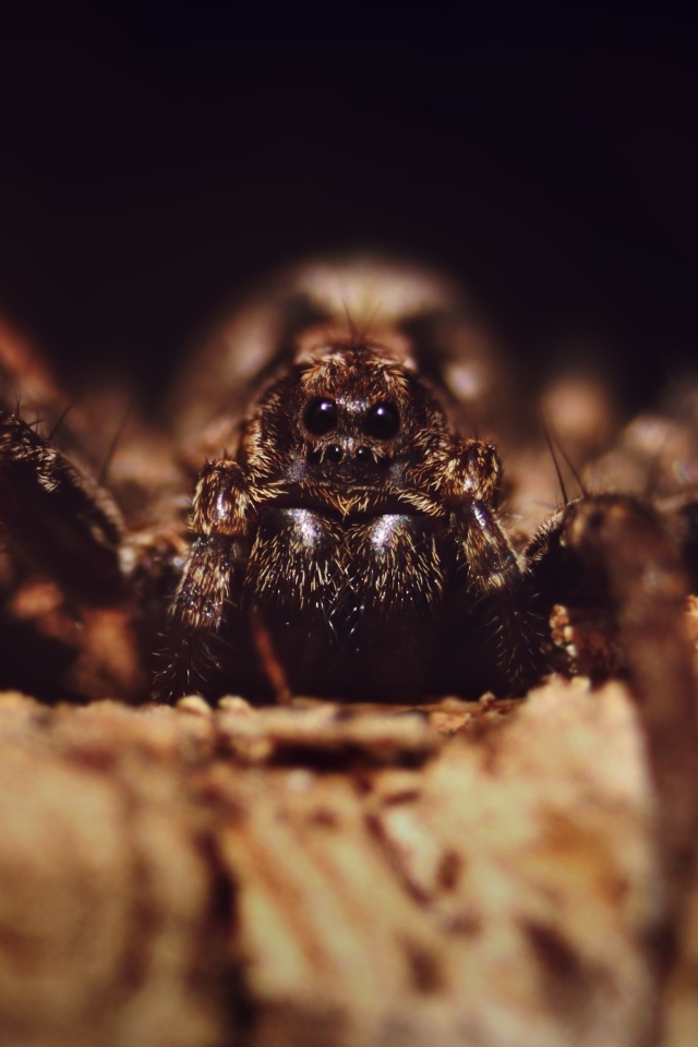 Паук крупным планом на черном фоне