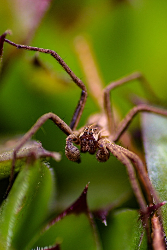 Паук прячется в зеленых листьях