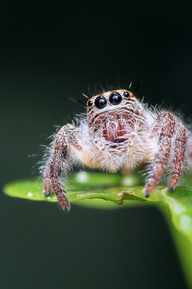 Паук на зеленом листе крупным планом