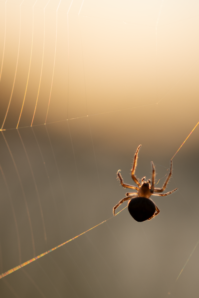 Паук на паутине в лучах солнца