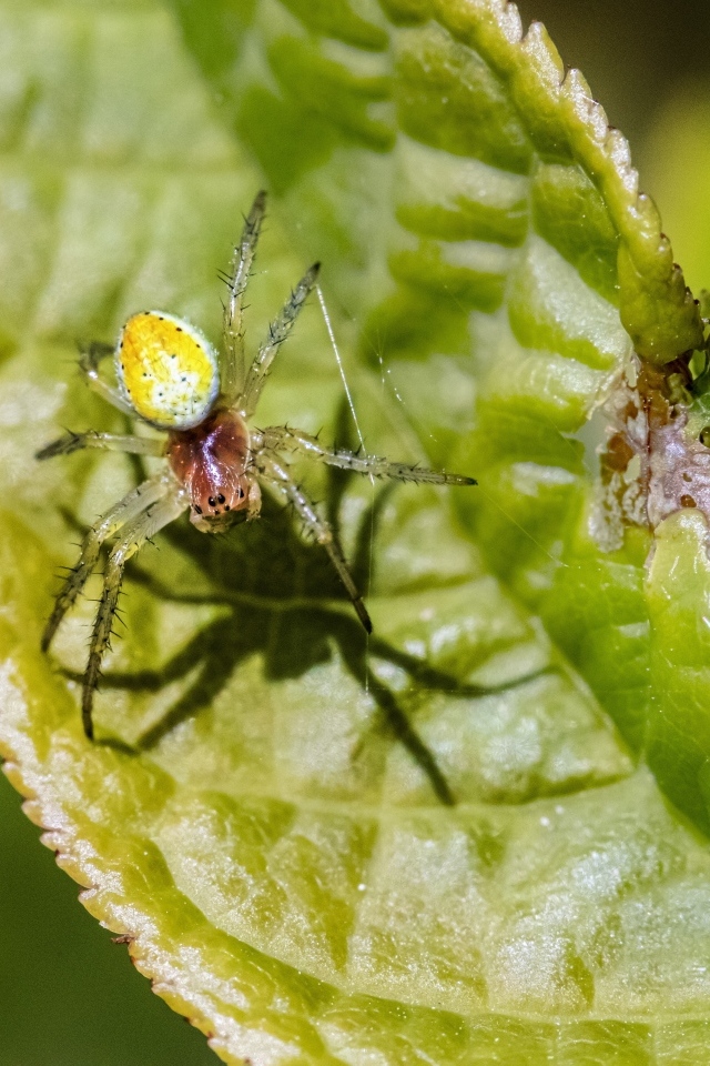 Паук плетет паутину на зеленом листке