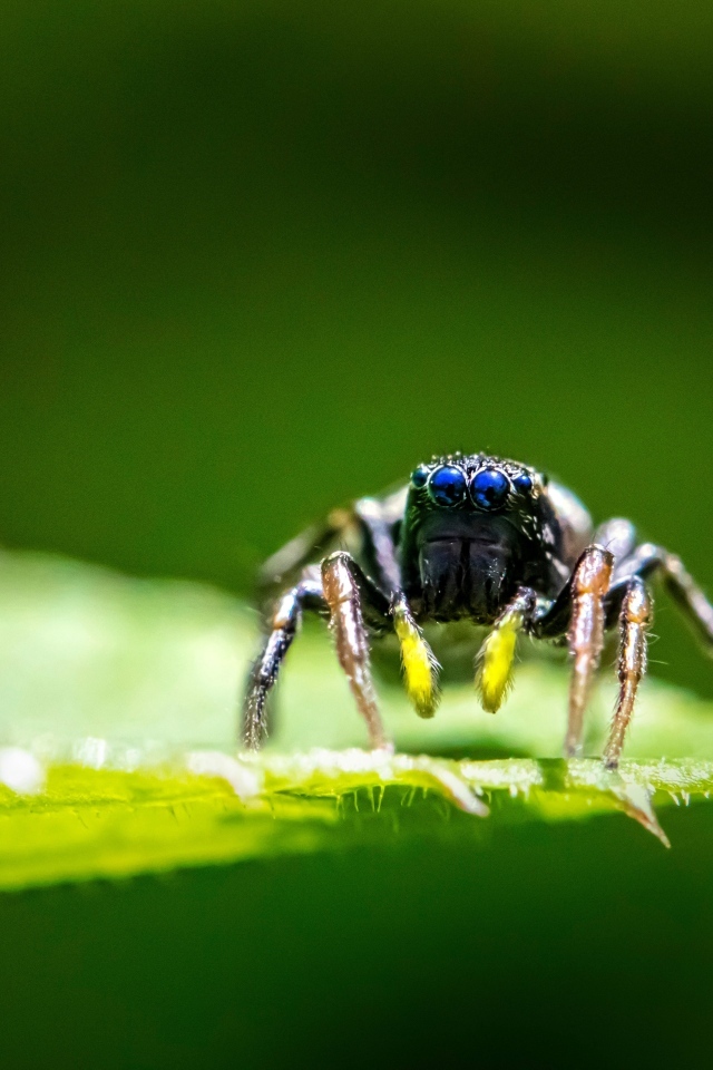 Паук с большими черными глазами на листе