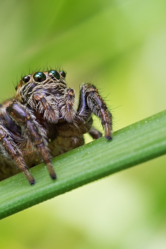 Паук с большими глазами на зеленом листке