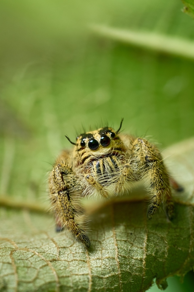 Паук с черными глазами сидит на листе