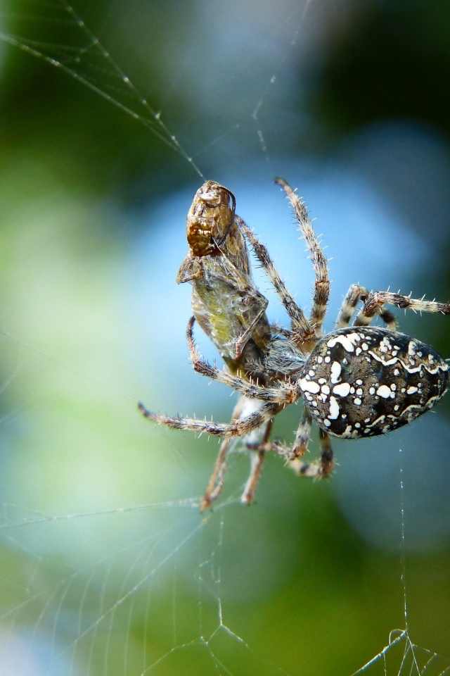 Паук с добычей в паутине