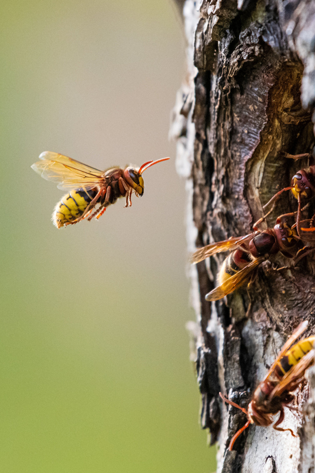 Пчелы сделали улей в дупле дерева