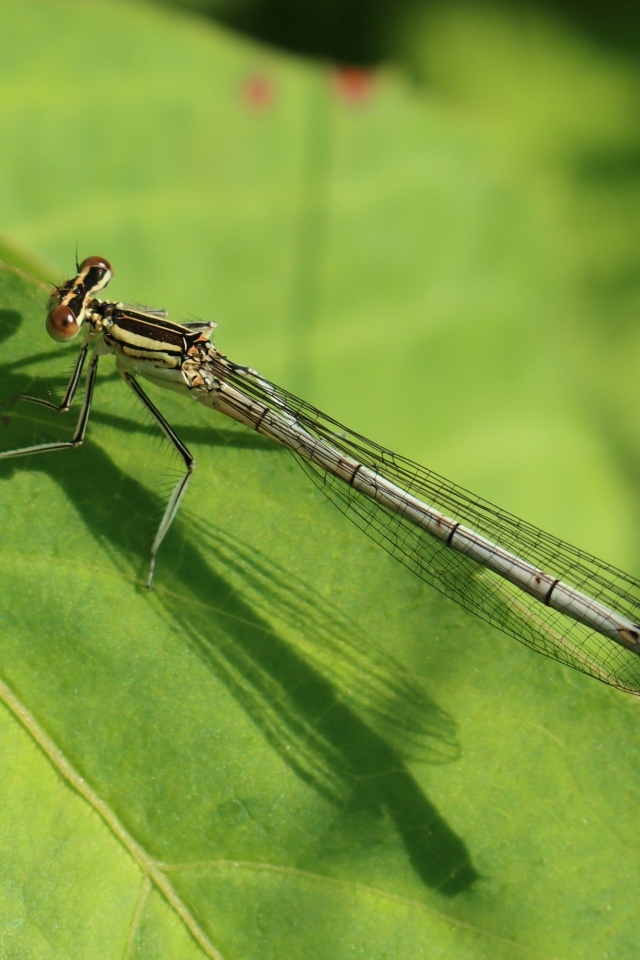 Прозрачная стрекоза на зеленом листе