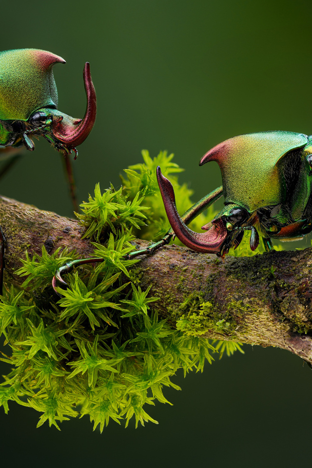 Два жука бронзовки на ветке