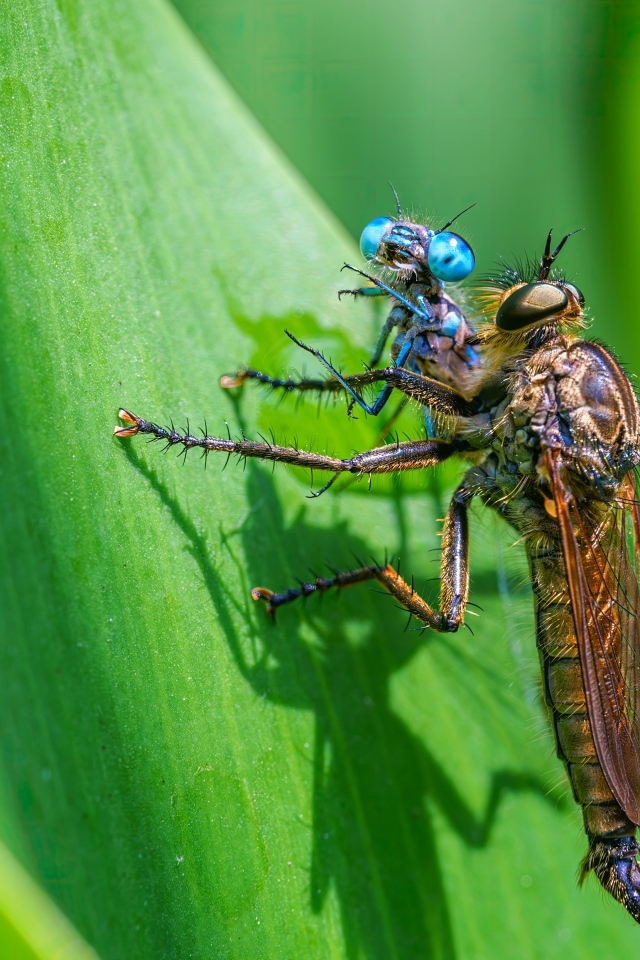 Две стрекозы на зеленом листе