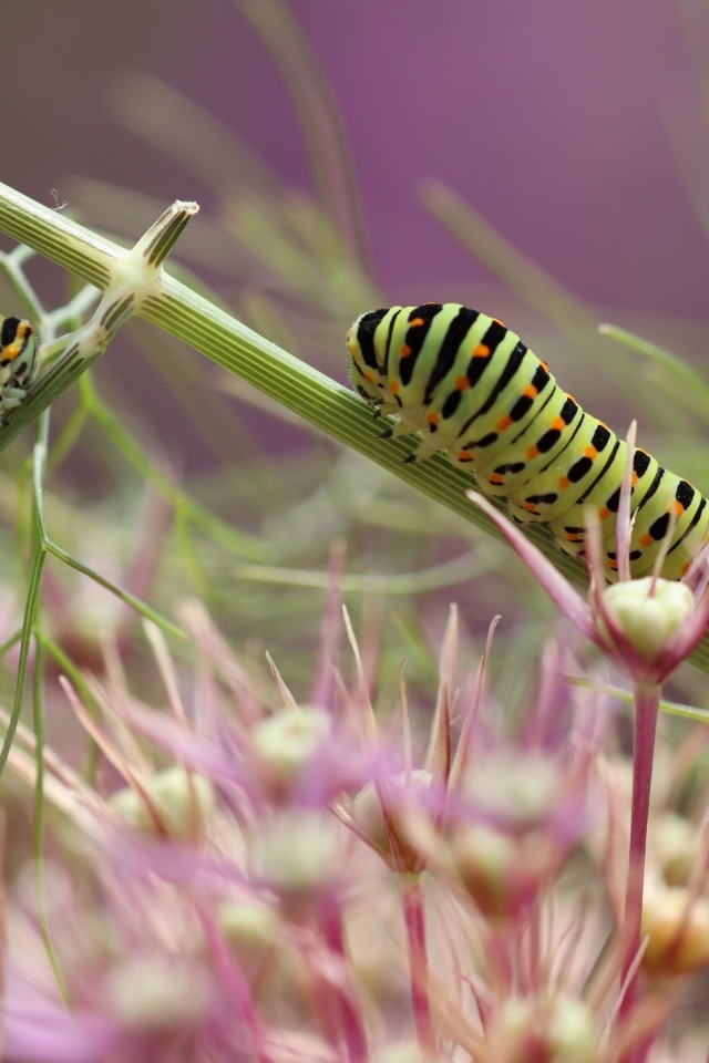 Две зеленые гусеницы на цветке