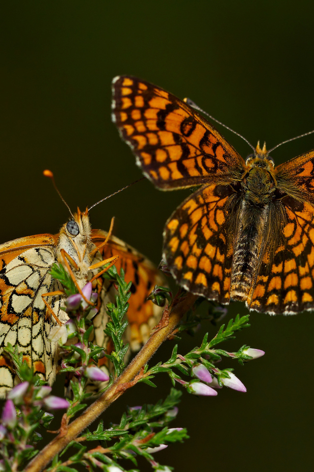 Две крупные бабочки на цветке