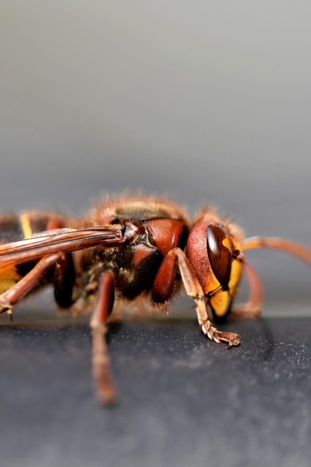 Оса крупным планом на сером фоне