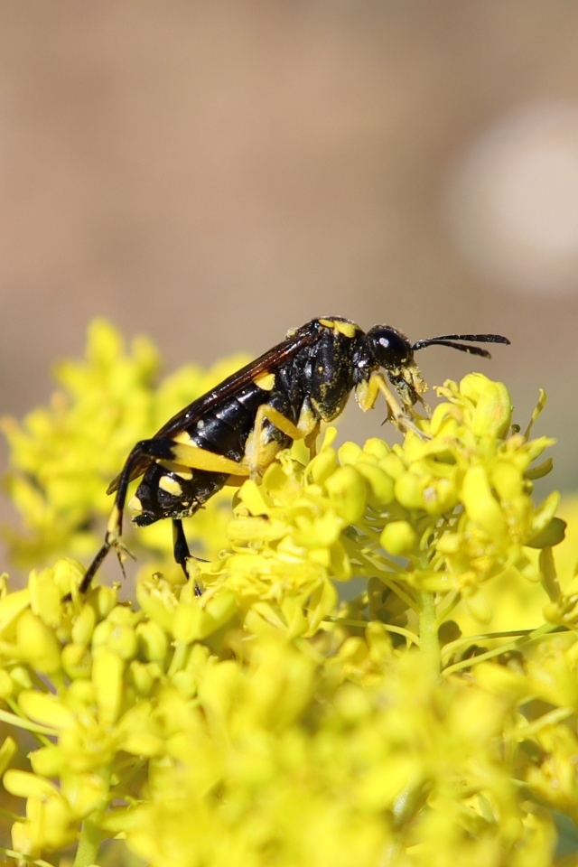 Оса сидит на желтом цветке