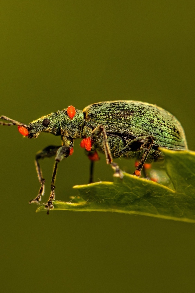 Жук долгоносик сидит на листе