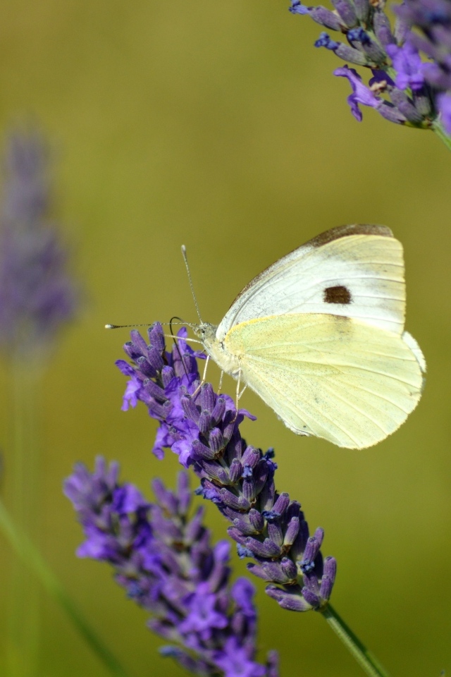 Белая бабочка сидит на цветке лаванды