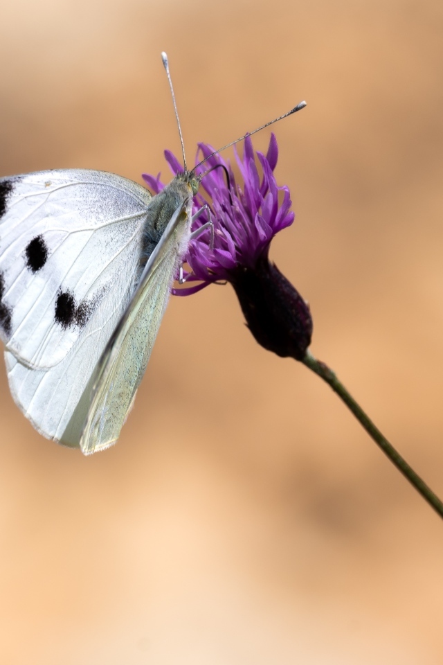 Белая бабочка сидит на цветке на коричневом фоне