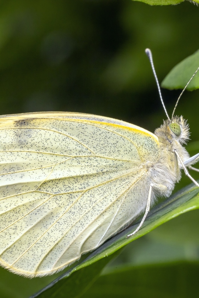 Белая бабочка сидит на зеленом листе