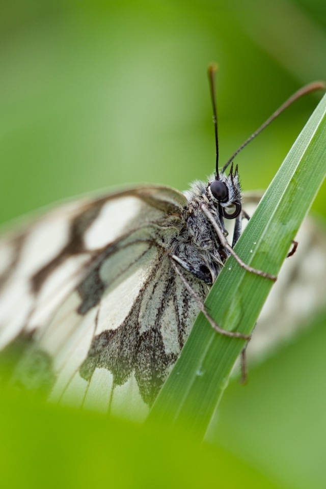 Белая бабочка сидит на зеленой траве