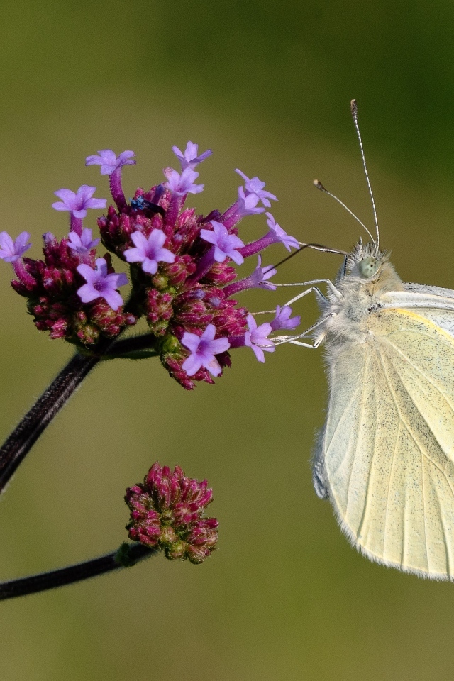 Белая бабочка капустница на цветке
