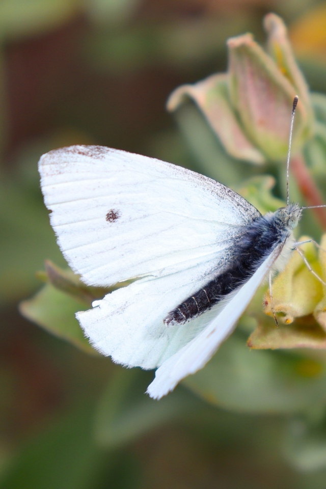 Белая бабочка капустница сидит на цветке