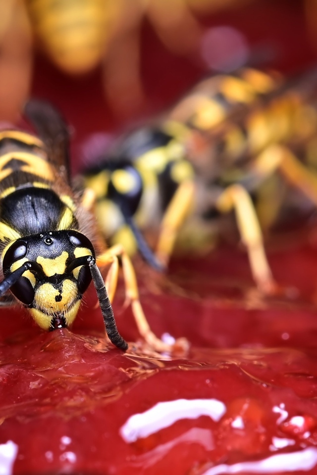 Желтые осы сидят на варенье