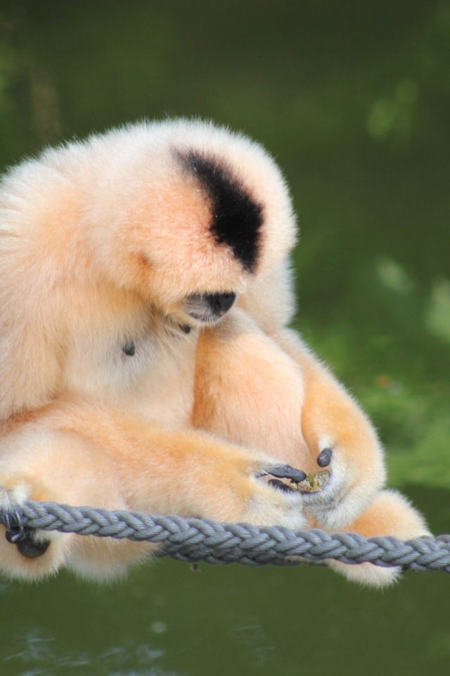 Большой гиббон сидит на канатах