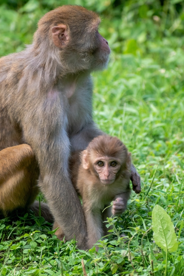 Большая обезьяна с детенышем на зеленой траве