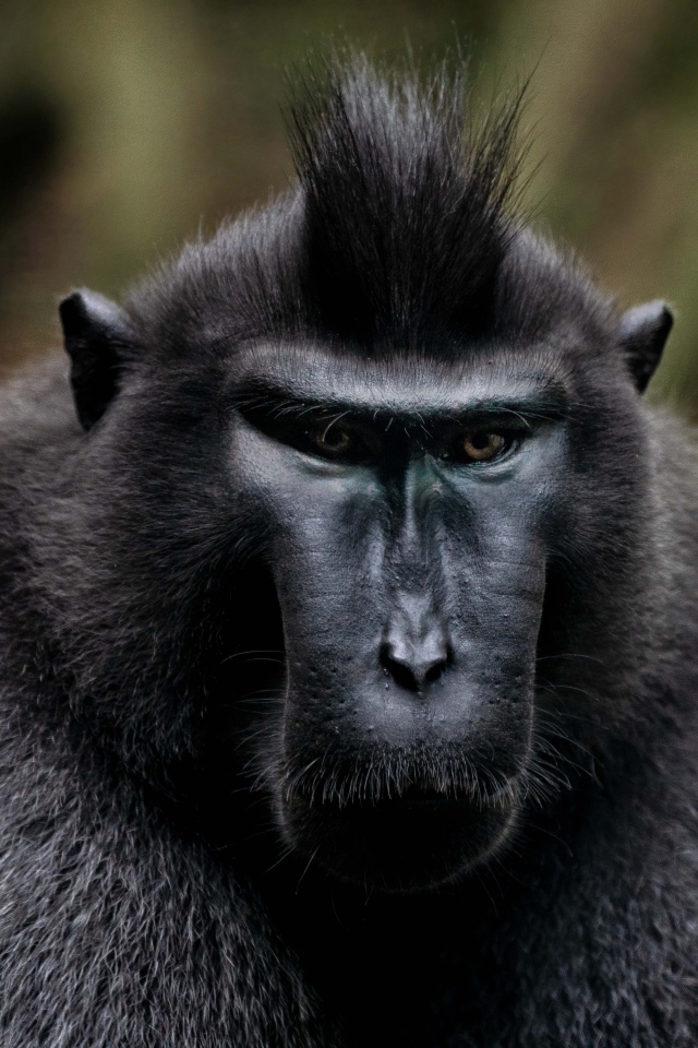 Черная хохлатая макака крупным планом